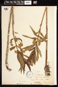 Lysimachia thyrsiflora image