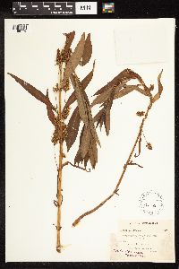 Lysimachia thyrsiflora image