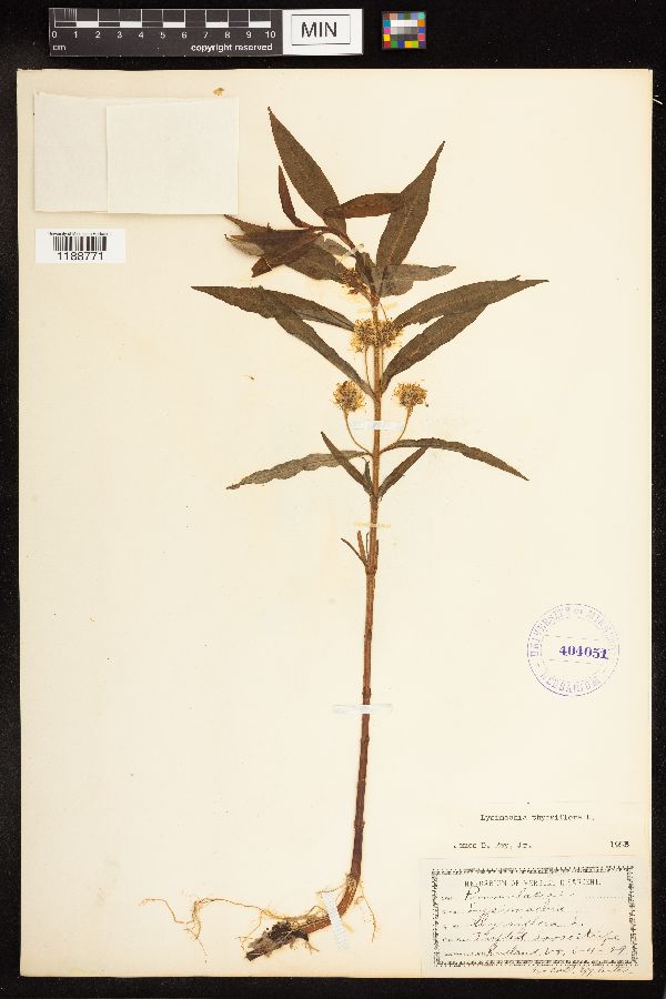 Lysimachia thyrsiflora image