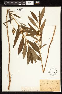 Lysimachia thyrsiflora image