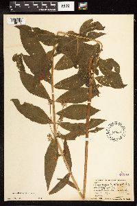 Lysimachia thyrsiflora image