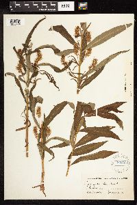 Lysimachia thyrsiflora image