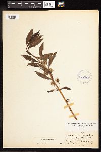 Lysimachia thyrsiflora image