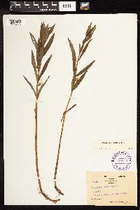 Lysimachia thyrsiflora image