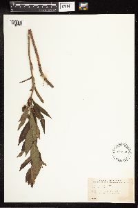 Lysimachia thyrsiflora image