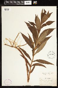 Lysimachia thyrsiflora image