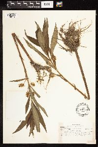 Lysimachia thyrsiflora image