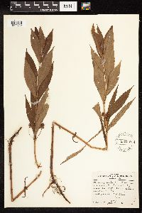 Lysimachia thyrsiflora image