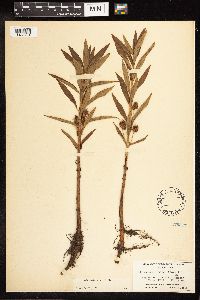 Lysimachia thyrsiflora image