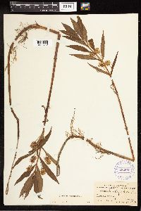 Lysimachia thyrsiflora image