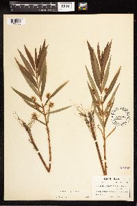 Lysimachia thyrsiflora image