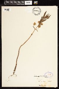 Lysimachia thyrsiflora image