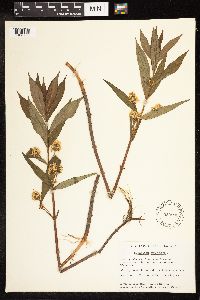 Lysimachia thyrsiflora image