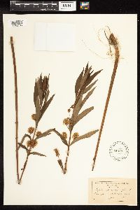 Lysimachia thyrsiflora image