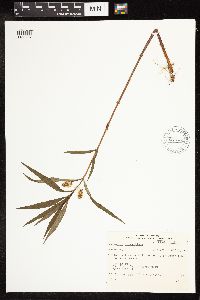 Lysimachia thyrsiflora image