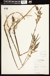 Lysimachia thyrsiflora image