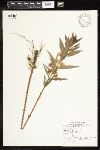 Lysimachia thyrsiflora image