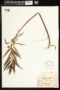 Lysimachia thyrsiflora image