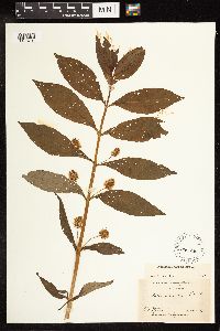 Lysimachia thyrsiflora image