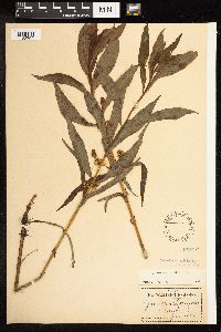 Lysimachia thyrsiflora image