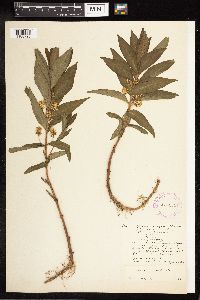 Lysimachia thyrsiflora image