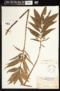 Lysimachia thyrsiflora image