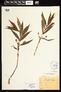 Lysimachia thyrsiflora image