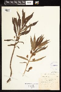 Lysimachia thyrsiflora image