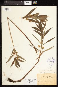 Lysimachia thyrsiflora image