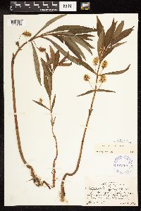 Lysimachia thyrsiflora image