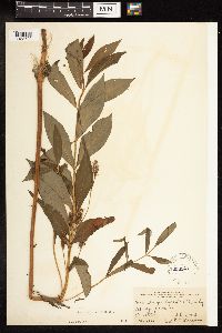 Lysimachia thyrsiflora image