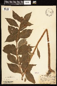 Lysimachia thyrsiflora image