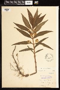 Lysimachia thyrsiflora image