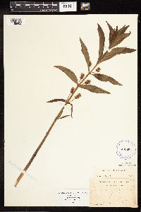 Lysimachia thyrsiflora image