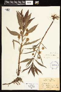 Lysimachia thyrsiflora image