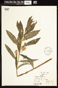 Lysimachia thyrsiflora image