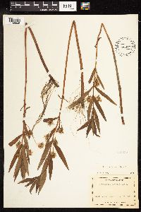 Lysimachia thyrsiflora image