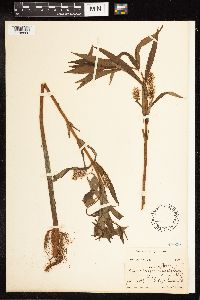 Lysimachia thyrsiflora image