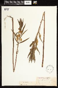 Lysimachia thyrsiflora image