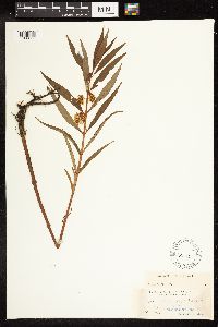 Lysimachia thyrsiflora image