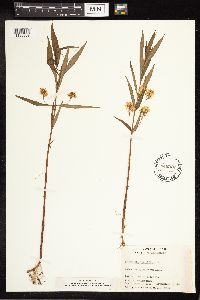 Lysimachia thyrsiflora image