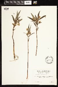 Lysimachia thyrsiflora image