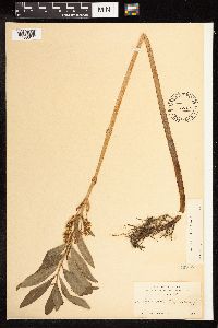 Lysimachia thyrsiflora image