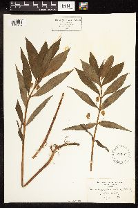 Lysimachia thyrsiflora image