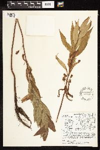 Lysimachia thyrsiflora image