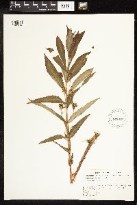 Lysimachia thyrsiflora image