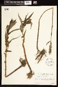 Lysimachia thyrsiflora image