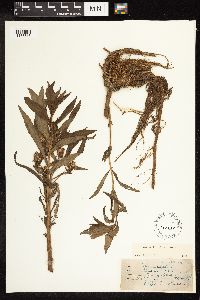 Lysimachia thyrsiflora image