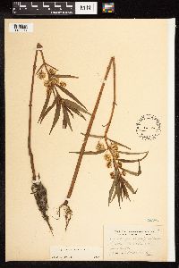 Lysimachia thyrsiflora image