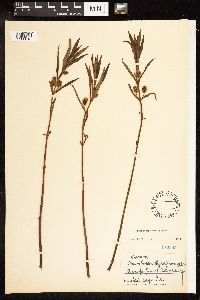Lysimachia thyrsiflora image